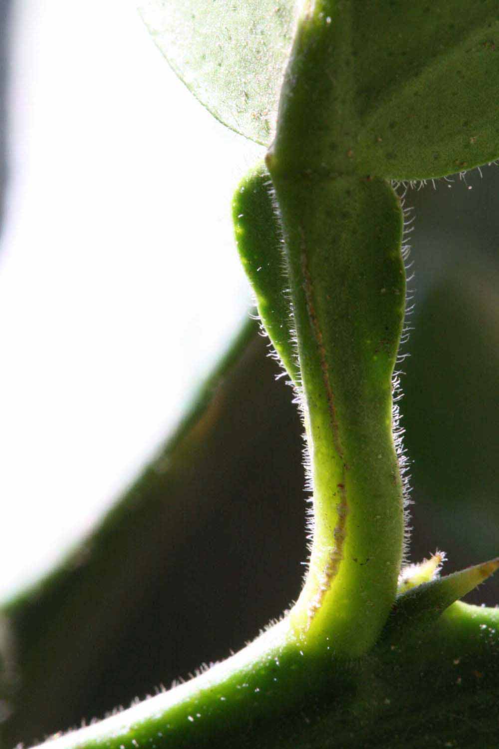              Petiole (Riverside, CA)       